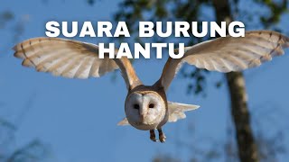 Download lagu suara burung hantu mp3