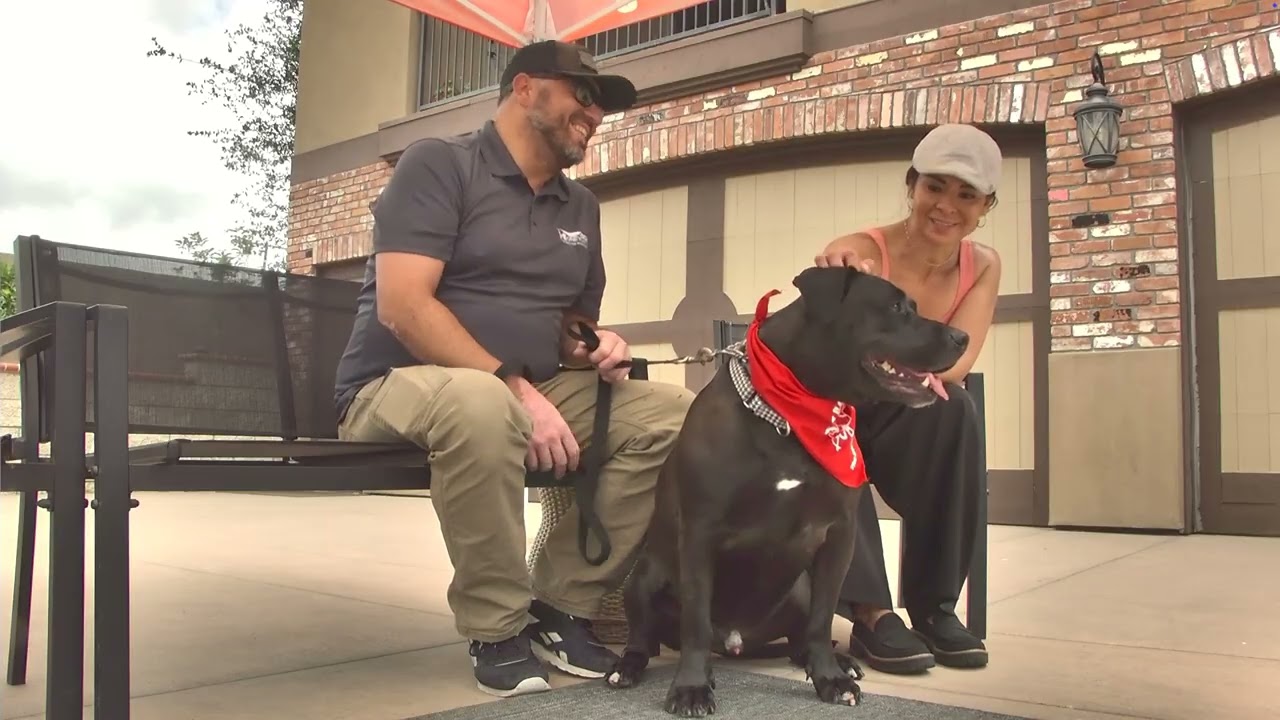 Radar - Adopt Me!, a Adoptable mixed breed in Lake Forest, CA video 6/6