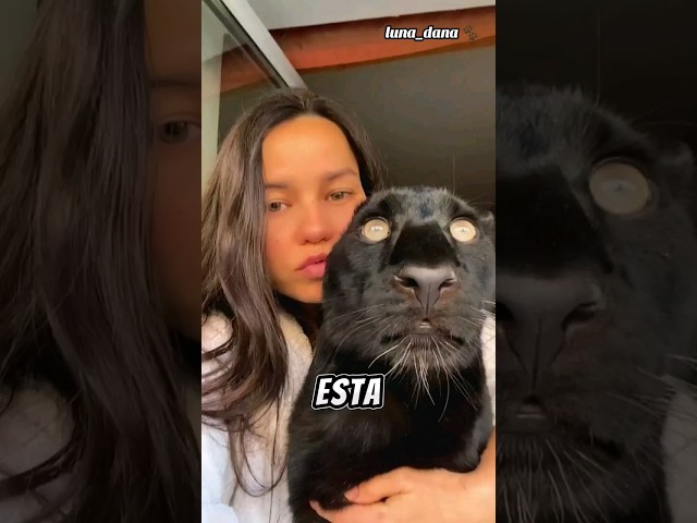 Vídeo relacionado con Pantera acosadora Nocturna para Amantes de los Animales misteriosos Sudadera