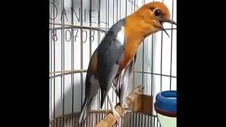 Download lagu anis merah gacor mp3