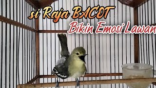 Download lagu teriakan sirtu ini sangat cepat bikin emosi sirtu manapun yang mendengar. mp3 Download lagu teriakan sirtu ini sangat cepat bikin emosi sirtu manapun yang mendengar. mp3