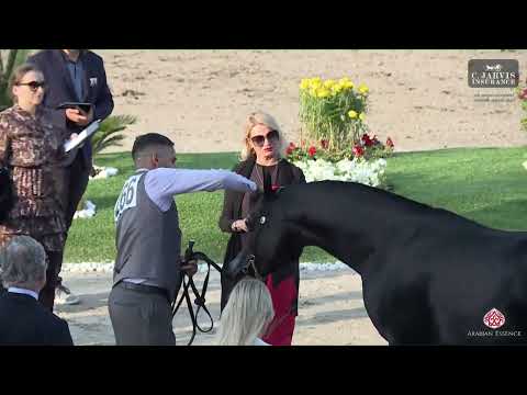 N 266 AQ AMBER   Al Maha Arabian Horse Show 2024   Stallions 7+ Years Old Class 12