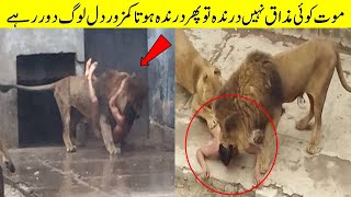 Don’t Mess With a Lion Otherwise you Would Repent video