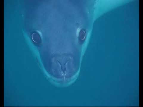 Leopard Seal (Song)