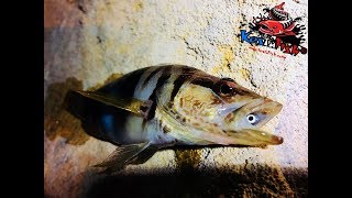 Miniature de la vidéo