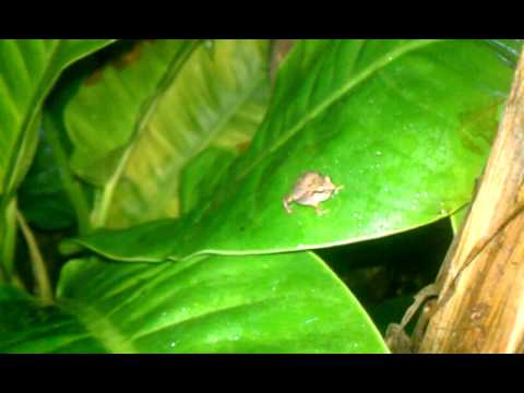 IUCN分類における絶滅の危険性を示す図。
