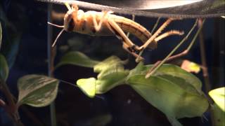 Close-up: praying mantis catches a desert locust / Gottesanbeterin attackiert Heuschrecke