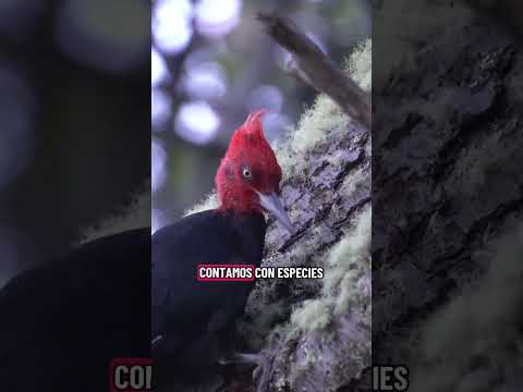 Fauna en el Fin del Mundo 🐋🐧🦊