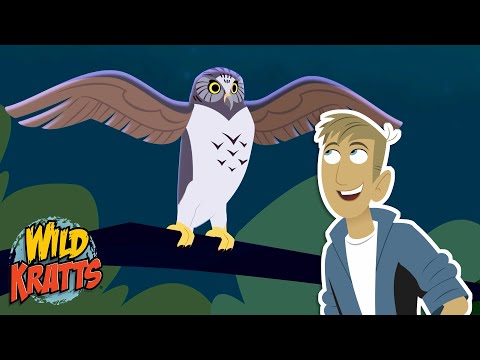 The Powerful Owl | Season 7 | Wild Kratts
