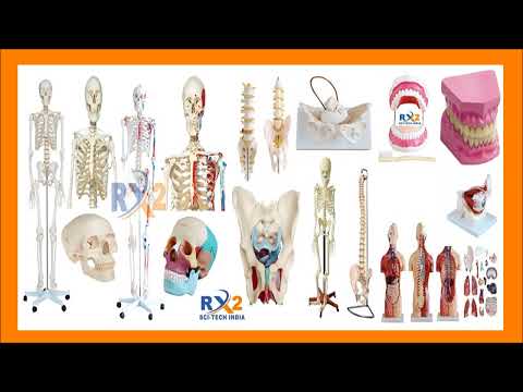 Birth Demonstration Model