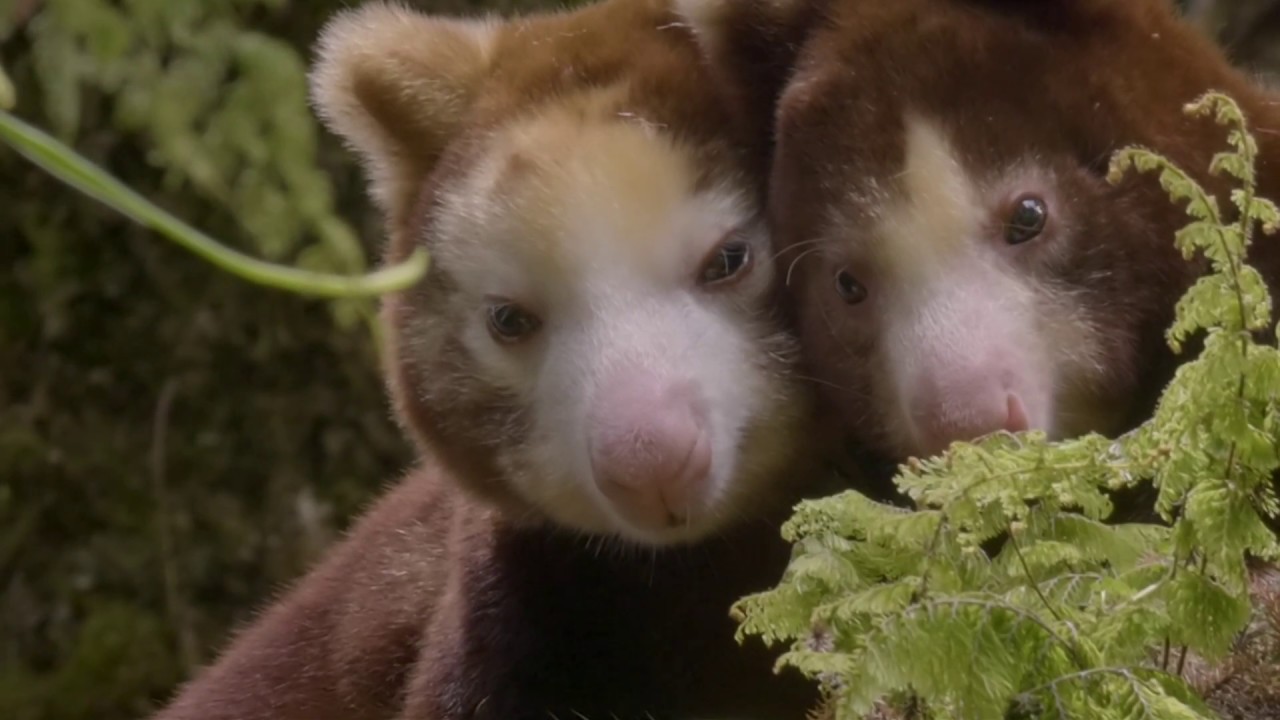 A Life Among The Clouds