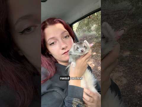Les trajets voiture avec Toka c’est toujours catastrophique 😭🫶🏻 #ferret #funnyshorts