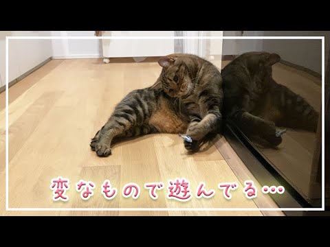 反対のものは引き合う – それは本当ですか?新しい研究で明確な結論が出た