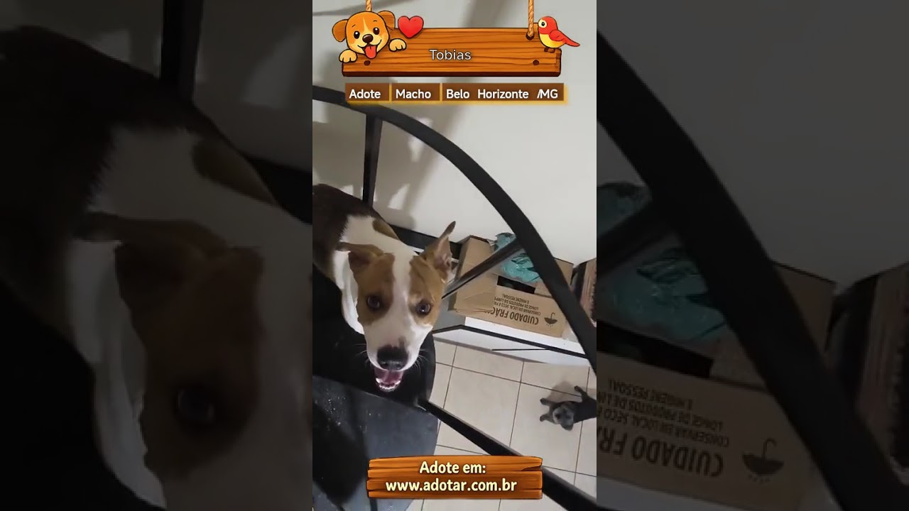 Cachorro raça SRD-ViraLata idade 2 anos nome Tobias