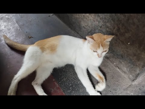 playing with 😺 my white ginger strip cat pajju !! #love #cats