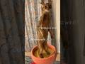 What was that?! Abyssinian cat standing up #abyssinian #cat #funnycat #catshorts #catlover
