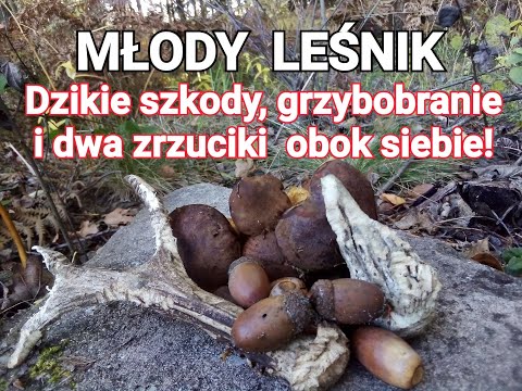Młody leśnik. Zrzuty2020/Szkody powodowane przez dziki/ Grzybobranie/ Zrzuty2020 / Zwierzeta.