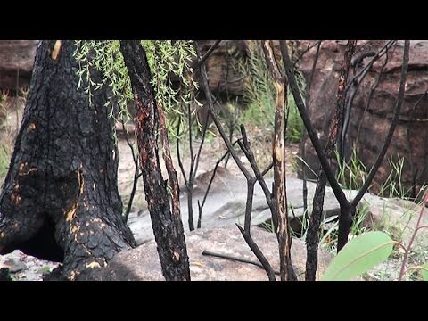 恐ろしい:宇宙から見るとオーストラリアの山火事はとても残酷に見える