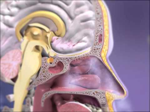 Olfaction: Learn@Visible Body