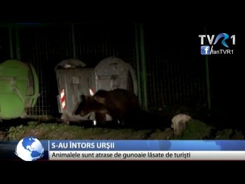 Mai mulţi pui de urs au „vizitat" tomberoanele de pe Valea Cerbului din Buşteni