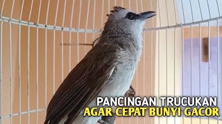 Download lagu Trucuk BETINA memanggil Jantan Suara Birahi Ngecuplik 100% pancingan trucukan gacor agar BUNYI EMOSI mp3 Download lagu Trucuk BETINA memanggil Jantan Suara Birahi Ngecuplik 100% pancingan trucukan gacor agar BUNYI EMOSI mp3