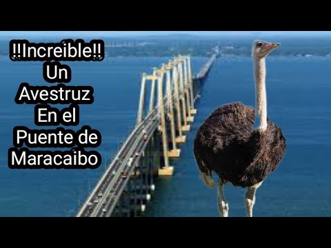 El Avestruz del Puente de Maracaibo #avestruz #puentedemaracaibo #zulia #viral
