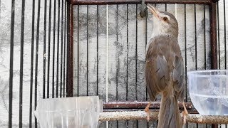 Download lagu Duet Suara Prenjak Klik | Prenjak Sawah Suara Semi Ngebren dan Nembak RAPAT mp3