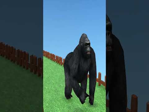 Gorilla Funny Cartoon Video