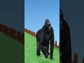 Gorilla Funny Cartoon Video