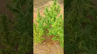 CULTIVO DE CANABIS DE SEMENTES DE PRENSADO//PLANTAÇÃO NA FLORA//cultivo outdoor//guerrilha! 🫠🍁🌊