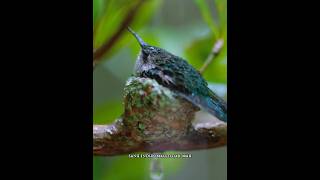 Download lagu The bee hummingbird is so small that even an ant can be a big problem #shortvideo #bird mp3