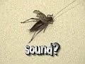 Stridulation - How and Why Crickets Make Sound