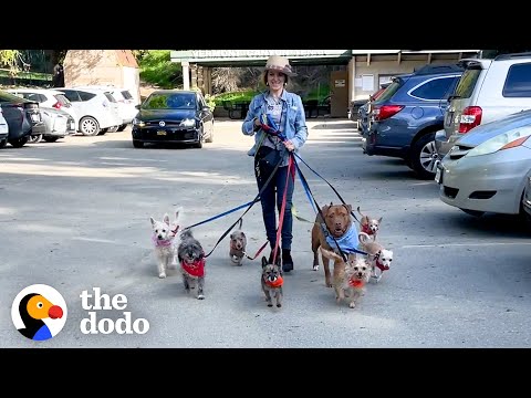 Blind Senior Pitbull and His Gang of Chihuahuas