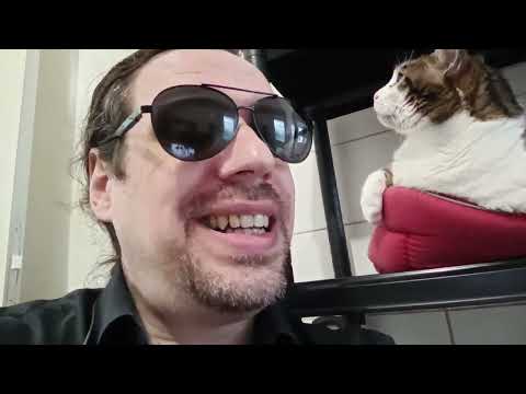 Hyper attachement chez le chat