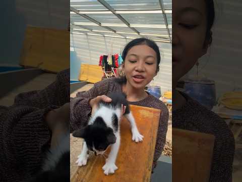 Prosotan kucing #diy #kreatif #viral #art #craft