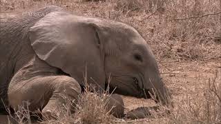 BBC Africa – Baby Elephant Sequence