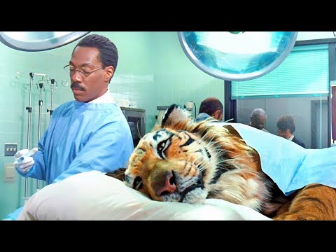 醫生突然能聽懂動物語言後，整個森林都瘋了！連老虎都來來找他看病