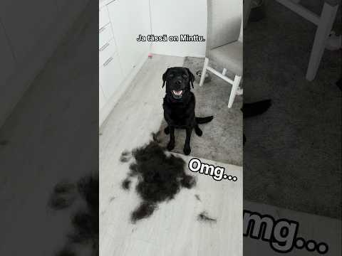 Miten tässä näin kävi? 🤔🪮 🐶 🐶