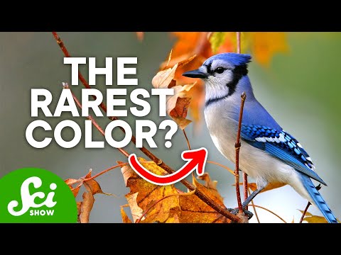 Rare Colors: How Nature Creates Blue Hues