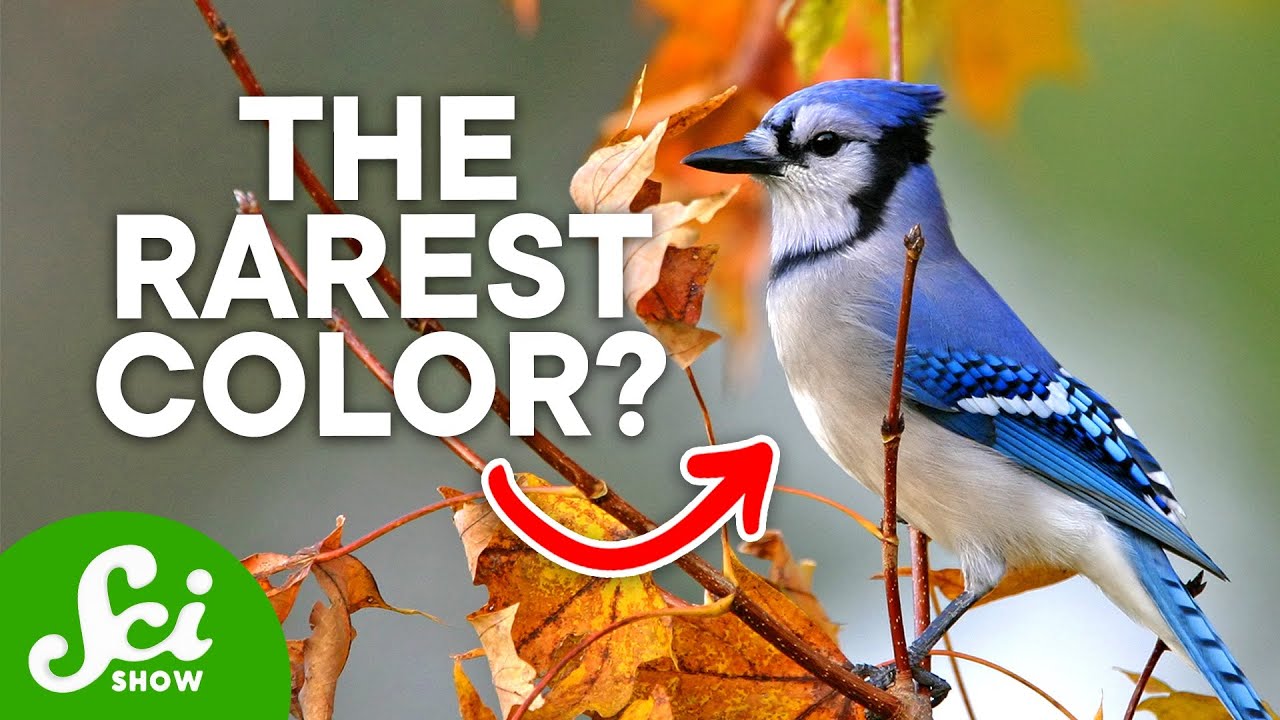 Rare Colors: How Nature Creates Blue Hues
