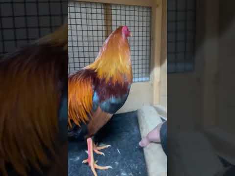 KELSO !! Next Generation Dustin Murphy Farm Beautiful Birds