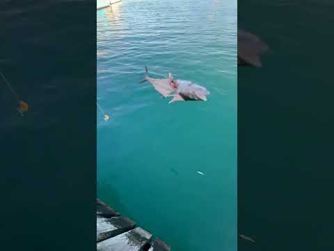 Massive grouper #fishing #grouperfish