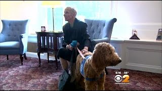 Therapy Dog Getting Rave Reviews At White Plains Funeral Home