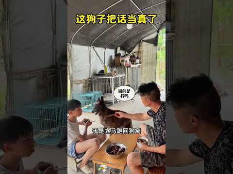 这狗子把话当真了， #搞笑 #看一遍笑一遍笑得肚子疼  #大熱門