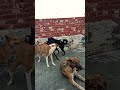 Hum Yaar Hai Tumhare Pleasesubscribe Dogcare