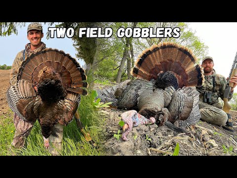 HUNTING FIELD GOBBLERS! - (Door Knocking for Wisconsin Turkeys)