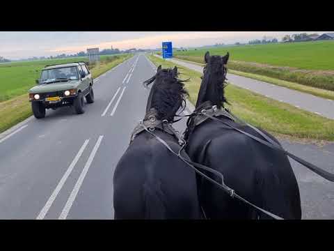 Stal Okkema's Fyto & Feiko in pair - stallions - 2018