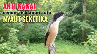 Download lagu SUARA CENDET GACOR ISIAN ALAM || ANTI GAGAL efektif bikin cendet malaspun langsung ikutan bunyi mp3 Download lagu SUARA CENDET GACOR ISIAN ALAM || ANTI GAGAL efektif bikin cendet malaspun langsung ikutan bunyi mp3