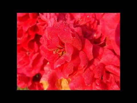 download lagu mp3 mp4 Planting Seven Sisters Rose, download lagu Planting Seven Sisters Rose gratis, unduh video klip Planting Seven Sisters Rose