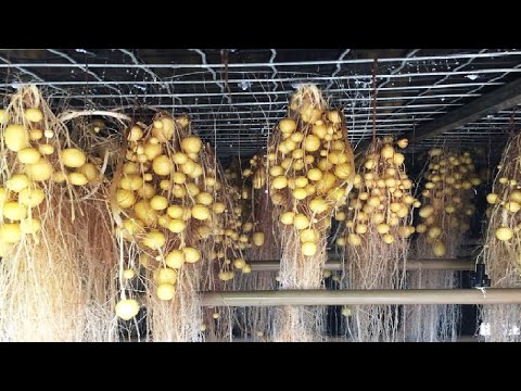 , title : 'Modern Potato Agriculture Technology - Aeroponics Potato Farming - Potato Chip Process Factory'